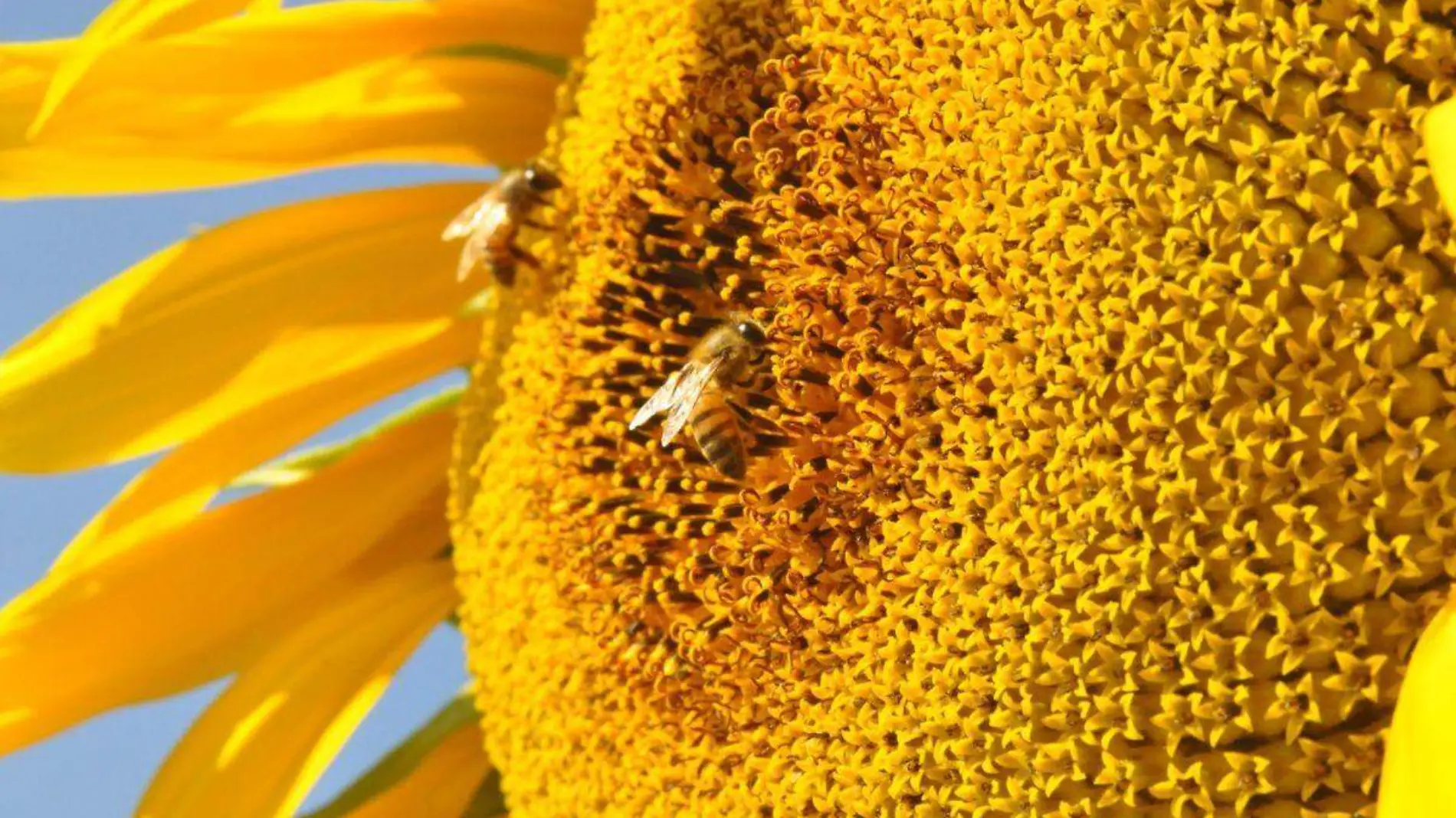 El papel de las abejas, guardianas del equilibrio natural desde hace 100 millones de años